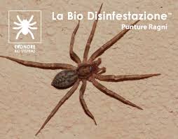 Il Morso Ragno Come Riconoscerlo Ekonore