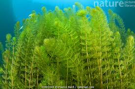 Image result for Myriophyllum spicatum