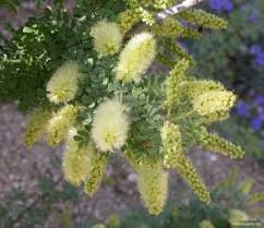 Image result for Combretum celastroides