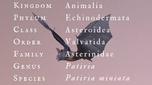 Image result for Batopedina