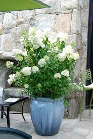 Maybe you would like to learn more about one of these? 44 Best Shrubs For Containers Best Container Gardening Plants Plants Container Gardening Container Plants
