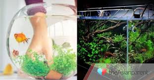 Membuat aquarium mini sederhana dari barang bekasjangan lupa ya teman teman dukungan dengan like, komen dan subscribe dan share ya😊😊subscribe: 5 Cara Membuat Aquascape Sederhana Di Rumah Mudah Kok