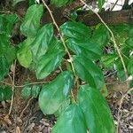 Image result for Napoleonaea septentrionalis