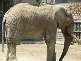 Haz clic en el mapa para explorar este zoo. Me Gusta Pero Prefiero El Buin Zoo Opiniones Sobre Zoologico Nacional De Chile Santiago Chile Comentarios Tripadvisor