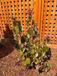 Image result for Cercospora hydrangea