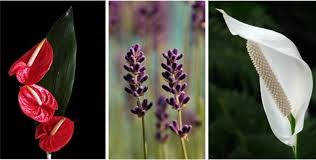 What is a good flowering. Indoor Blutenpflanzen In Indien Garten Garten Diy Haus Blumen Rosen Blume Blumen D In 2020 Planting Flowers Flowering Plants In India Indoor Flowering Plants