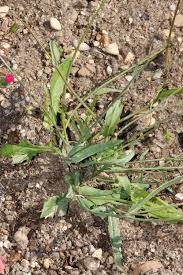 Image result for Emilia hockii