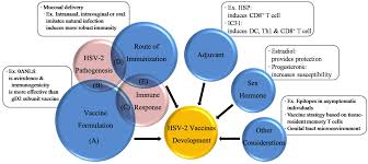 We wish you a cure and never get sick of this disease! Viruses Free Full Text Hsv 2 Vaccine Current Status And Insight Into Factors For Developing An Efficient Vaccine
