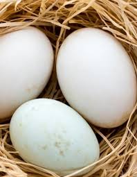 Selain bentuk, nutrisinya pun berbeda. Mpasi Dari Telur Bebek Apa Saja Manfaatnya Untuk Bayi Kumparan Com