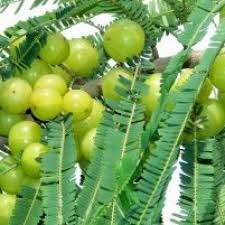 Its wood is used for the manufacturing of plywood's, match boxes this is one of the famous flowering trees in india. Buy Amla Big Plant Indian Goosberry Online At Cheap Price In India