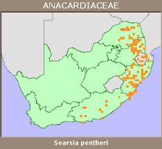 Image result for Searsia pentheri