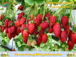 Enjoy a scenic walk at genting strawberry leisure farm, a place where you can buy fresh produce and stroll through colorful flower gardens. What To Do In Genting Highlands Malaysia