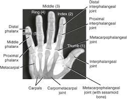 Image result for Normal Anatomic Position of the Hand and Wrist