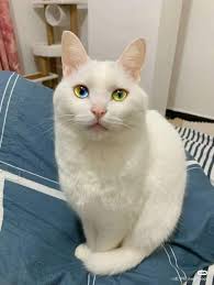 My Cat is an Asshole ®