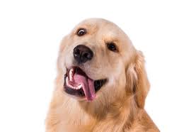 dog ile ilgili görsel sonucu