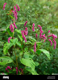 Image result for Persicaria