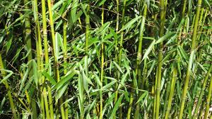 Raw in look, these long and hollow sticks can be easily installed and are known to merge with various elements, including modern and vintage. Divide And Conquer How To Repot Bamboo National Garden Scheme
