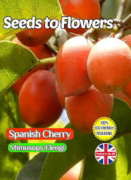 Image result for Mimusops