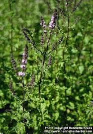 Hierbabuena is a english album released on oct 2009. Mentha Spicata L Engl Hierbabuena Menta De Jardin Menta Mentolada Menta De Plata Sinonimo Mentha Aquatica L Var Crispa L Plants Perennials Herbs