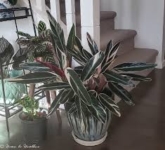 Image result for stromanthe