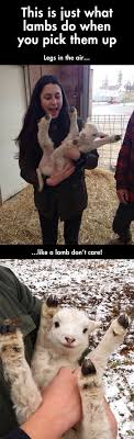 Sometimes trauma locks patterns into the part of the nervous system that controls the muscular system. I Put My Hands Up In The Air Sometimes Cute Animals Funny Animal Pictures Funny Animals