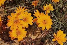 Image result for Gazania krebsiana