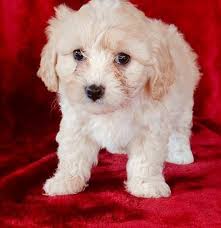 We can't wait to help you get started with your next home improvement project. Cavapoo Puppies For Sale Waterbury Ct 290616 Petzlover