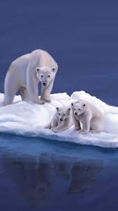Polar Bears Drawing Island Polar Bear Polar Bear Art Bear Art