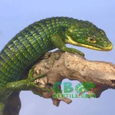 Maybe you would like to learn more about one of these? Abronia Graminea For Sale Mexican Aligator For Sale Baby Abronia Sale