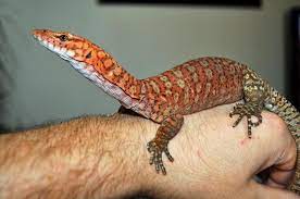 Always special moments when you see these king monitors in the wild (pilbara, wa). Pilbara Rock Monitor Facts And Pictures