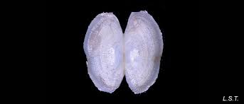 Image result for Galeomma