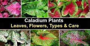Maybe you would like to learn more about one of these? Caladium Plants Leaves Flowers Types And Care With Pictures