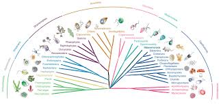 Ppt - Eukarya Powerpoint Presentation, Free Download - Id:2373248