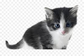 However, make sure your kitten always wears a collar made of lightweight material and an identification tag. Kittens White Transparent U0026 Png Clipart Free Download Ywd White Black Kitten Free Free Transparent Png Images Pngaaa Com