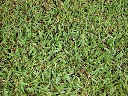 Types Of Lawn Grasses For Warm Climates Lawn Grass Types Types Of Lawn Diy Lawn