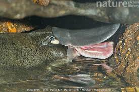 Platypus Ornithorhynchus Anatinus Male Native To Australia D Parer E Parer Cook Nature Pictures Torres Del Paine National Park Picture Library