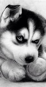 Pin By Lilou Mikus On Dogs Puppies Funny Animals Dogs