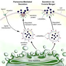 What Are The Functions Of Plasma Proteins? How Do They Work? - Quora