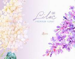 Lilac Light Watercolor Clipart Card Floral Elements Wedding Invitation Greeting Diy Clip Art Flowers Quote Spring Easter Watercolor Clipart Clip Art Wedding Day Invitations