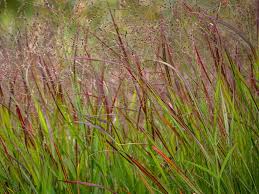 Image result for Panicum infestum
