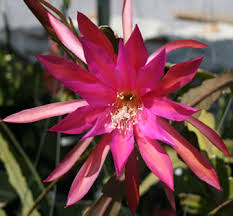 Image result for Epiphyllum