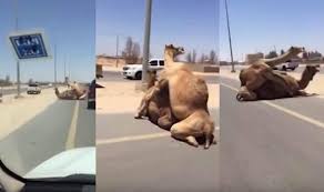It's specifically in response to sam de brito's article in the weekend's sydney morning herald. Two Camels Having Sex In The Middle Of The Road Brings Traffic To A Stand Still Shocks The Onlookers Watch Viral Video India Com