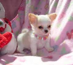 These Little Chihuahua Pups Are Sisters And Ready For A New Home Teacup Chihuahua Puppies Chihuahua Puppies Chiwawa Puppies