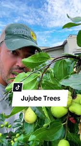 Juju Berry Tree
