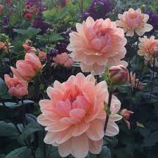 It is believed that the flower has been originated in the netherlands. Ed Greenall On Instagram My 2017 Favourite Dahlia 1 Apricot Desire Treberonfa Flowers Photography Beautiful Beautiful Flowers Photography Flower Aesthetic