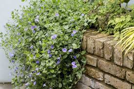 Image result for Convolvulus goyderi