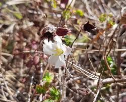 Image result for Melastomastrum segregatum