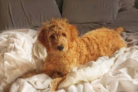 Goldendoodles are suited to many types of homes because they are so adaptable and outgoing. 35 Male Goldendoodle Dog Names The Paws