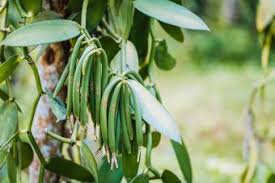 Apply sufficient compost while planting and ensure that there is diffused sun light because vanilla is a shade loving plant. How To Grow Vanilla Guide To Sweet Success Lovetoknow