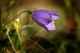 See The Flowers From The Top Of Ceahlau Mountain